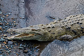 American crocodile (Crocodylus acutus), from the bridge over the Tarcoles River, Costa Rica