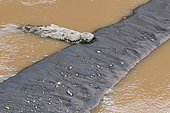 American crocodile (Crocodylus acutus), on the banks of the Tarcoles River, Costa Rica
