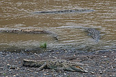 American crocodile (Crocodylus acutus), group on the bank of the Tarcoles River, Costa Rica