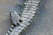American crocodile (Crocodylus acutus) detail of hind leg, from the bridge over the Tarcoles River, Costa Rica