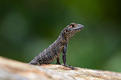 Young Black spiny-tailed iguana (Ctenosaura similis), Costa Rica