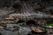 Black spiny-tailed iguana (Ctenosaura similis), Costa Rica
