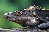 Portrait of Spiny-tailed Black Iguana (Ctenosaura similis), Manuel Antonio National Park - Pacific Coast, Costa Rica