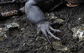 Spiny-tailed Black Iguana (Ctenosaura similis) foreleg, Manuel Antonio National Park - Pacific coast, Costa Rica