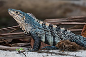 Spiny-tailed black iguana (Ctenosaura similis) blue male on the beach, Manuel Antonio National Park - Pacific coast, Costa Rica
