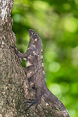 Spiny-tailed black iguana (Ctenosaura similis) on a trunk, Costa Rica