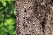 Spiny-tailed black iguana (Ctenosaura similis) on a trunk, Costa Rica