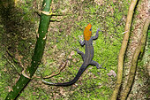 Yellow-headed Gecko (Gonatodes albogularis) on a trunk, Costa Rica