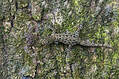 Yellow-headed Gecko (Gonatodes albogularis) female on a trunk, Costa Rica
