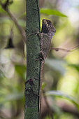 Smooth Helmeted Iguana (Corytophanes cristatus) on a trunk, Manuel Antonio National Park, Pacific Coast, Costa Rica