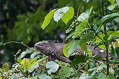 Green Iguana (Iguana iguana) in the vegetation, Costa Rica