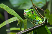 Young Green Iguana (Iguana iguana), Manuel Antonio National Park, Pacific Coast, Costa Rica