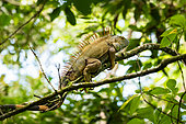 Green Iguana (Iguana iguana) on a branch, Costa Rica