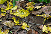 Central American whiptail (Holcosus festivus) on dead leaves, Costa Rica