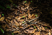 Central American whiptail (Holcosus festivus) sunbathing in a patch of light in the forest, Costa Rica