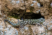 Green spiny lizard (Sceloporus malachiticus) on rock, San Gerardo - Los Quetzales National Park, Costa Rica