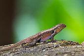 Green spiny lizard (Sceloporus malachiticus), brown, Costa Rica