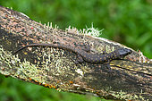 Yellow-spotted night lizard (Lepidophyma flavimaculatum) on a branch, Costa Rica
