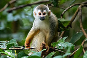 Central American squirrel monkey (Saimiri oerstedii) in the rain, Manuel Antonio National Park, Pacific Coast, Costa Rica