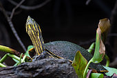 Meso-American Slider (Trachemys venusta) on shore, Costa Rica