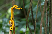 Eyeladsh viper (Bothriechis schlegelii) yellow form, Cahuita National Park, Caribbean Coast, Costa Rica