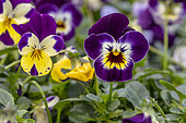 Horned pansies (Viola cornuta)