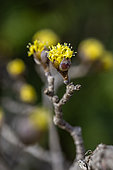 Japanese cornel (Cornus officinalis) flowering