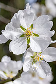 Cerisier à fleurs (Prunus x yedoensis) en février