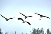 Grue du Canada (Grus canadensis) groupe en vol, Fairbanks, Alaska, USA