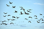 Grue du Canada (Grus canadensis) groupe en vol, Fairbanks, Alaska, USA