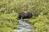Muskox (Ovibos moschatus) on the tundra, Seward Peninsula, Alaska, USA