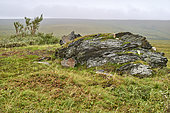 Kigluaik mountains (Sawooth range), a major graphite mine is to be re-exploited for the new needs of the components market. Mountains west of the Nome to Teller Highway, Teller Highway, Seward Peninsula, Alaska, USA