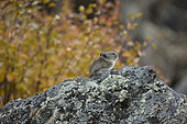 Collared Pika (Ochotona collaris) on a rock, Denali National Park, Alaska, USA