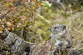 Collared Pika (Ochotona collaris) eating a leaf on a rock, Denali National Park, Alaska, USA
