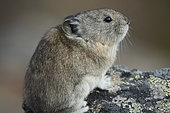 Collared Pika (Ochotona collaris) on a rock, Denali National Park, Alaska, USA