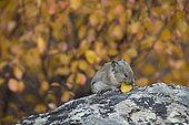 Collared Pika (Ochotona collaris) eating a leaf on a rock, Denali National Park, Alaska, USA