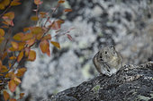 Collared Pika (Ochotona collaris) on a rock, Denali National Park, Alaska, USA