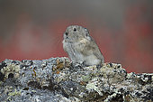Collared Pika (Ochotona collaris) on a rock, Denali National Park, Alaska, USA