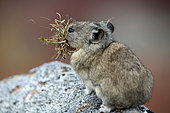 Collared Pika (Ochotona collaris) carrying nesting plants on a rock, Denali National Park, Alaska, USA