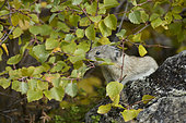 Collared Pika (Ochotona collaris) eating leaves on a rock, Denali National Park, Alaska, USA