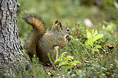 America Red Squirrel (Tamiasciurus hudsonicus) eating on the ground, Denali National Park, Alaska, USA