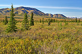 Landscape of Denali National Park, Alaska, USA