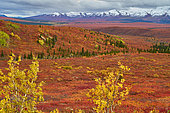 Tundra in autumn, Denali National Park, Alaska, USA