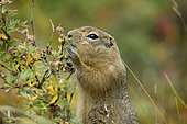 Arctic ground squirrel (Urocitellus parryii) looking for food, Denali National Park, Alaska, USA