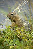 Arctic ground squirrel (Urocitellus parryii) calling, Denali National Park, Alaska, USA