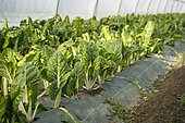 Chard plants in the ground under a tunnel greenhouse in a shared garden. Collective garden of the association Les Pot'iront, organic and shared market gardening near Lyon, Décines, France.