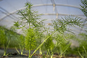 Fennel plants in the ground under a tunnel greenhouse in winter in a shared garden. Collective garden of the association Les Pot'iront, organic and shared market gardening near Lyon, Décines, France.