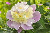 Herbaceous peony, Paeonia lactiflora 'Jeanne d'Arc', flower