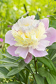 Herbaceous peony, Paeonia lactiflora 'Jeanne d'Arc', flower