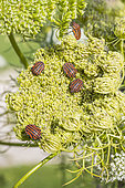 Stripe bug (Graphosoma italicum) on Apiaceae umbel